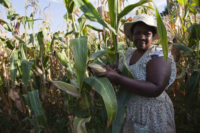 5 Tips for Maximizing Agricultural Output