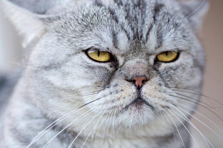 10 Iconic Cats in Literature You Should Know About