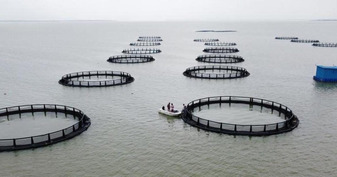 Cage Culture Fisheries: Efficiency in Industrial Cage Aquaculture.
