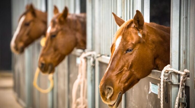 United Farm Mortgage: Reliable Loans to Kickstart Your Farming Dream